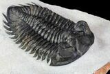 Coltraneia Trilobite Fossil - Huge Faceted Eyes #106982-3